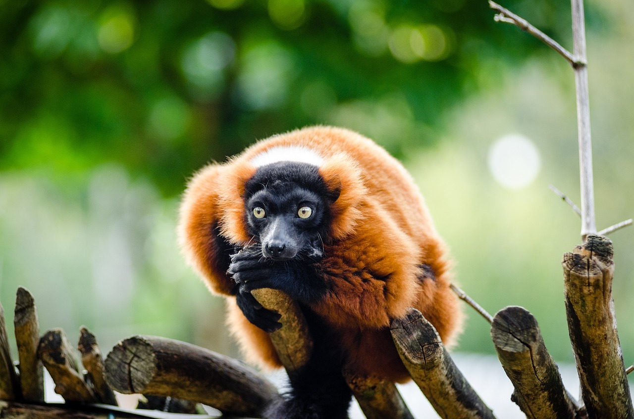 Die Lemuren - Ideale Bedingungen im Naturparadies Madagaskar